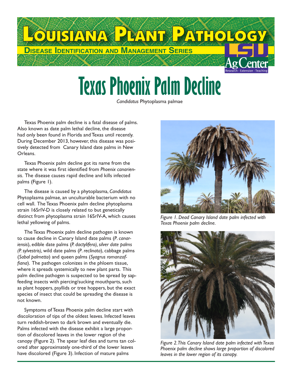 Texas Phoenix Palm Decline Candidatus Phytoplasma Palmae