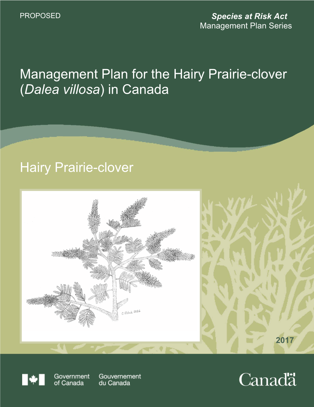 Hairy Prairie-Clover (Dalea Villosa) in Canada
