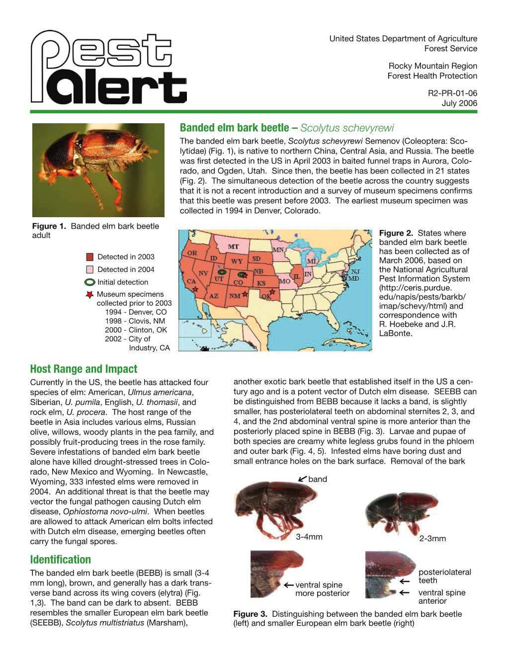 Banded Elm Bark Beetle – Scolytus Schevyrewi Host Range and Impact