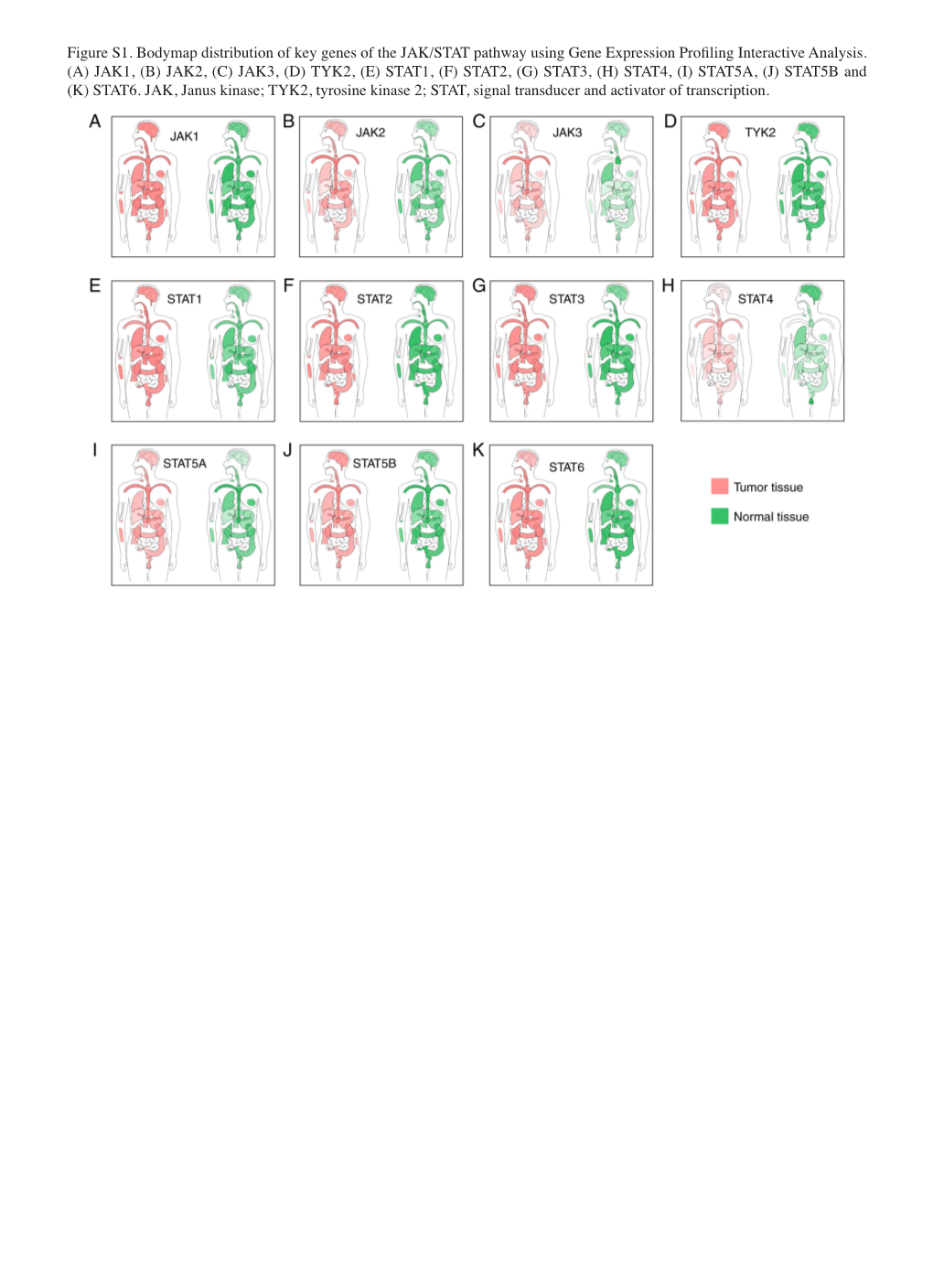 Figure S1. Bodymap Distribution of Key Genes of the JAK/STAT Pathway Using Gene Expression Profiling Interactive Analysis