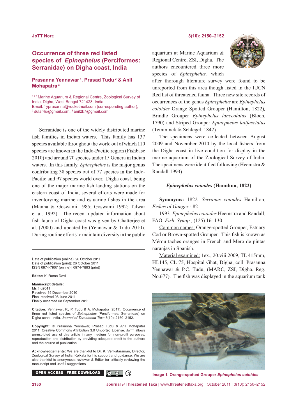 Occurrence of Three Red Listed Species of Epinephelus (Perciformes: Serranidae) on Digha Coast, India