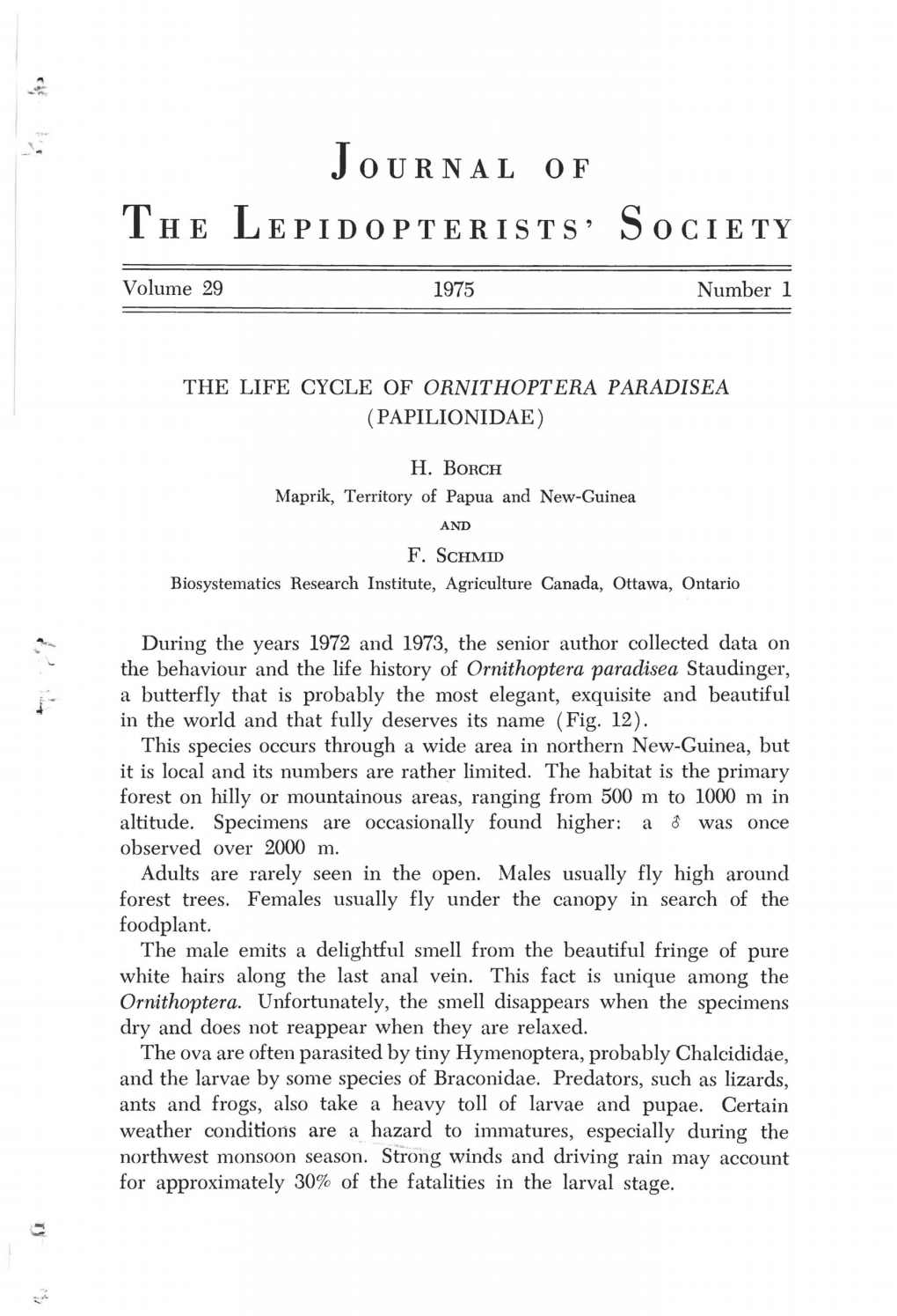 The Life Cycle of Ornithoptera Paradisea (Papilionidae)