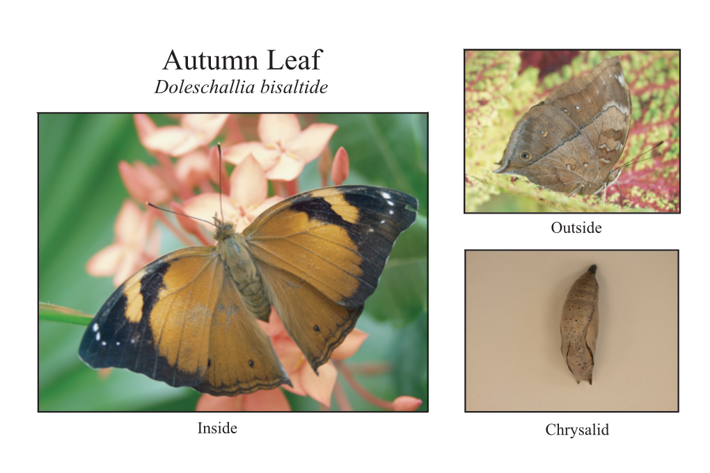 Autumn Leaf-Doleschallia Bisaltide