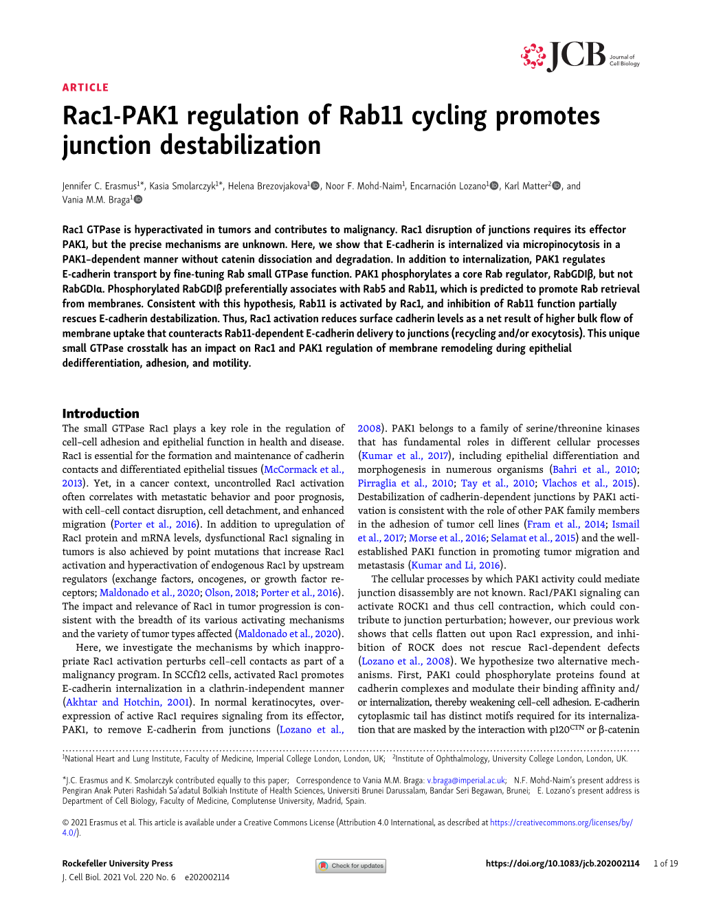 Rac1-PAK1 Regulation of Rab11 Cycling Promotes Junction Destabilization