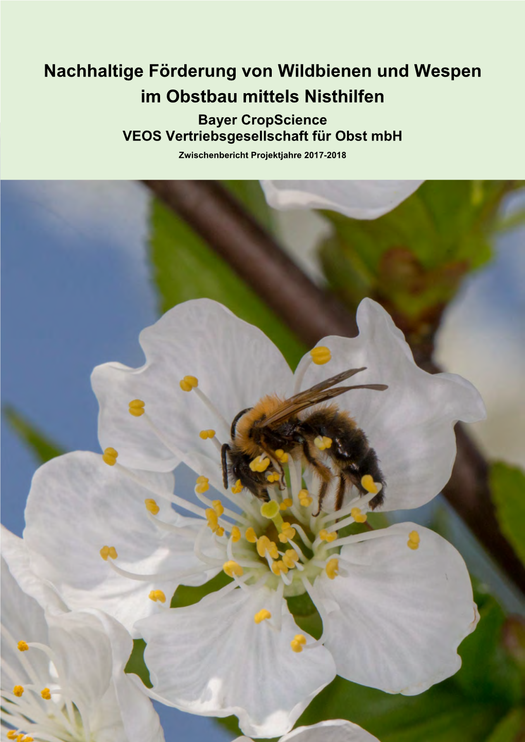 Nachhaltige Förderung Von Wildbienen Und Wespen Im