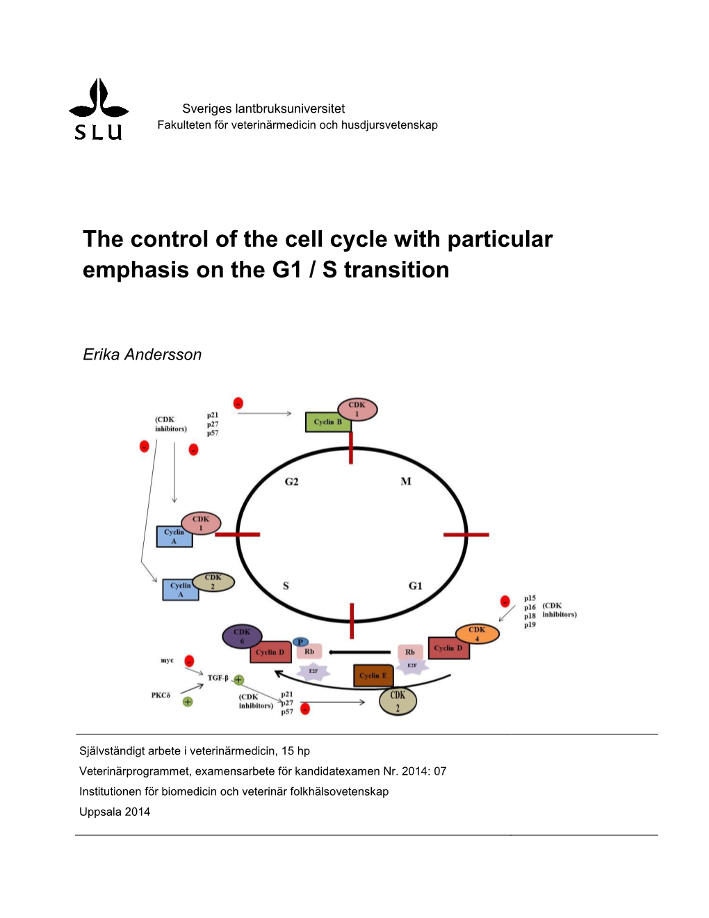The Control of the Cell Cycle with Particular Emphasis on the G1 / S Transition