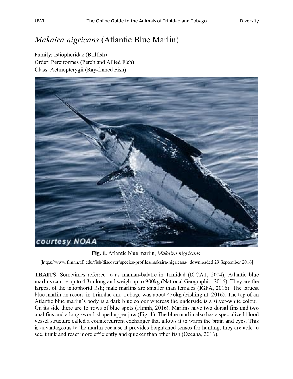 Makaira Nigricans (Atlantic Blue Marlin)