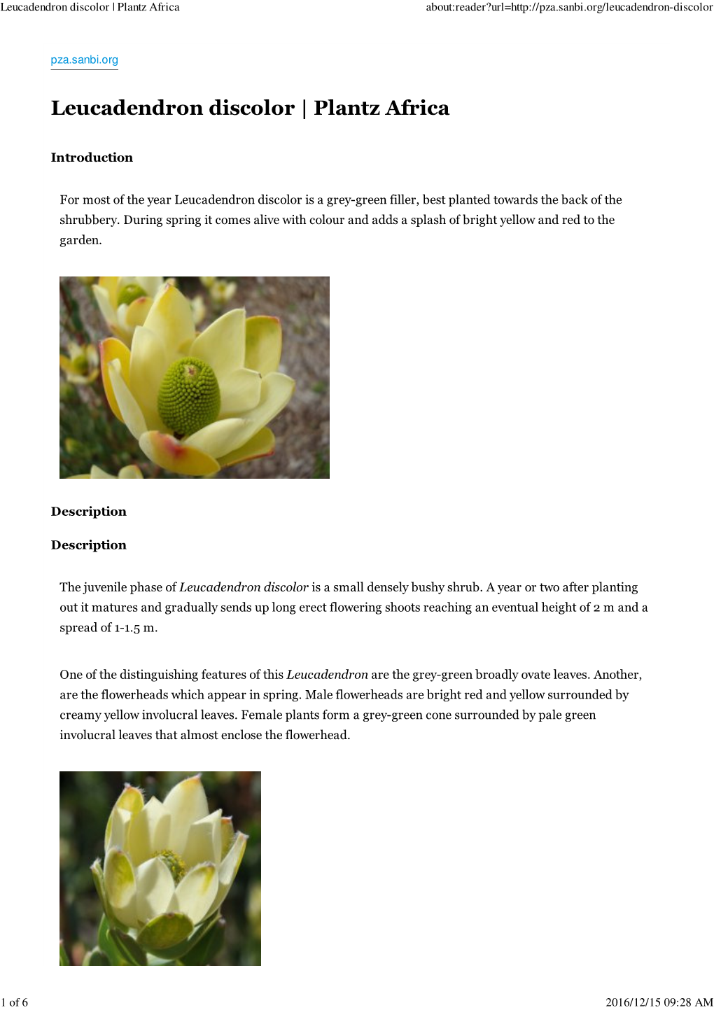 Leucadendron Discolor | Plantz Africa About:Reader?Url=