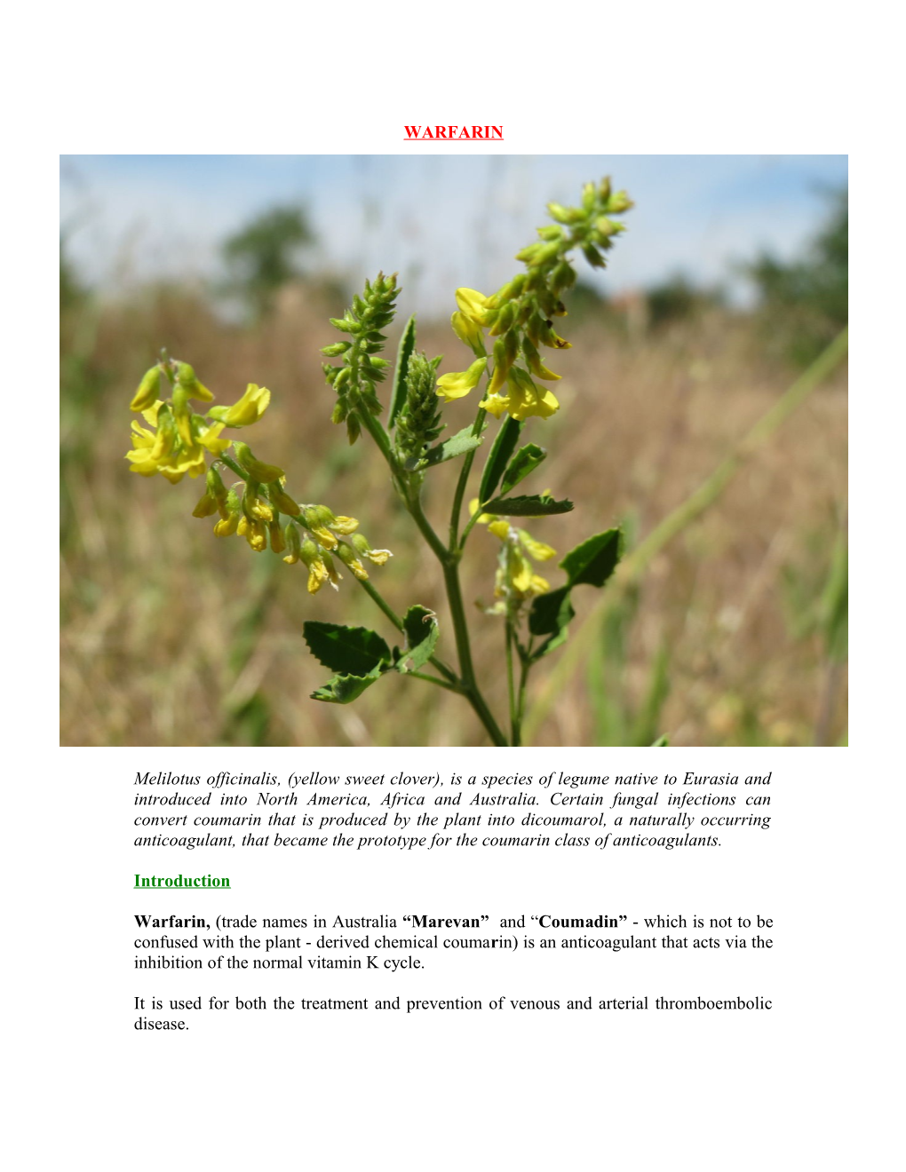 Melilotus Officinalis, (Yellow Sweet Clover), Is a Species of Legume Native to Eurasia