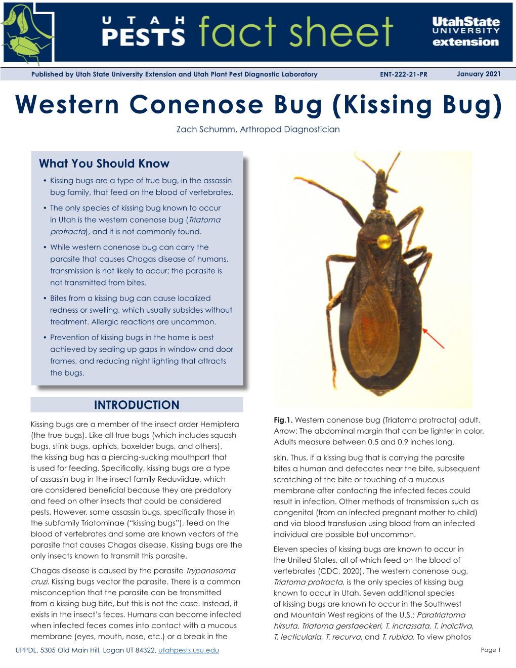 Western Conenose Bug (Kissing Bug) Zach Schumm, Arthropod Diagnostician