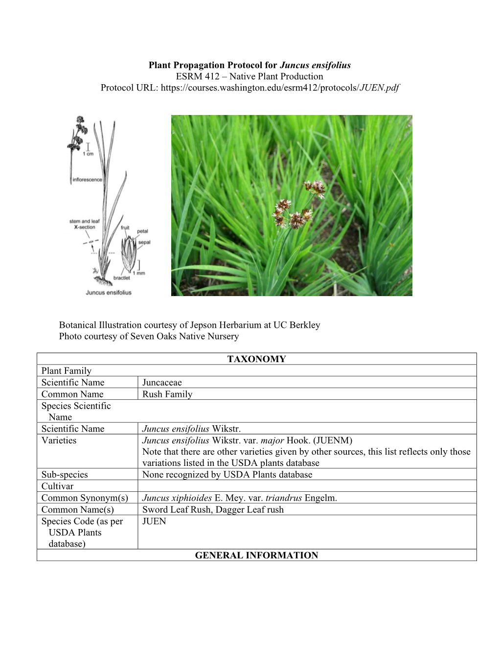 Plant Propagation Protocol for Juncus Ensifolius ESRM 412 – Native Plant Production Protocol URL