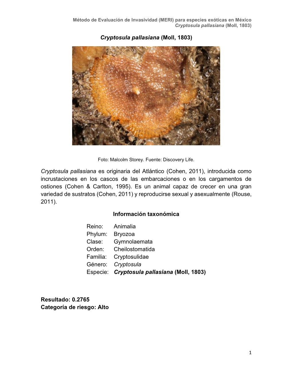 Moll, 1803) Cryptosula Pallasiana Es Originaria Del Atlántico (Cohen, 2011