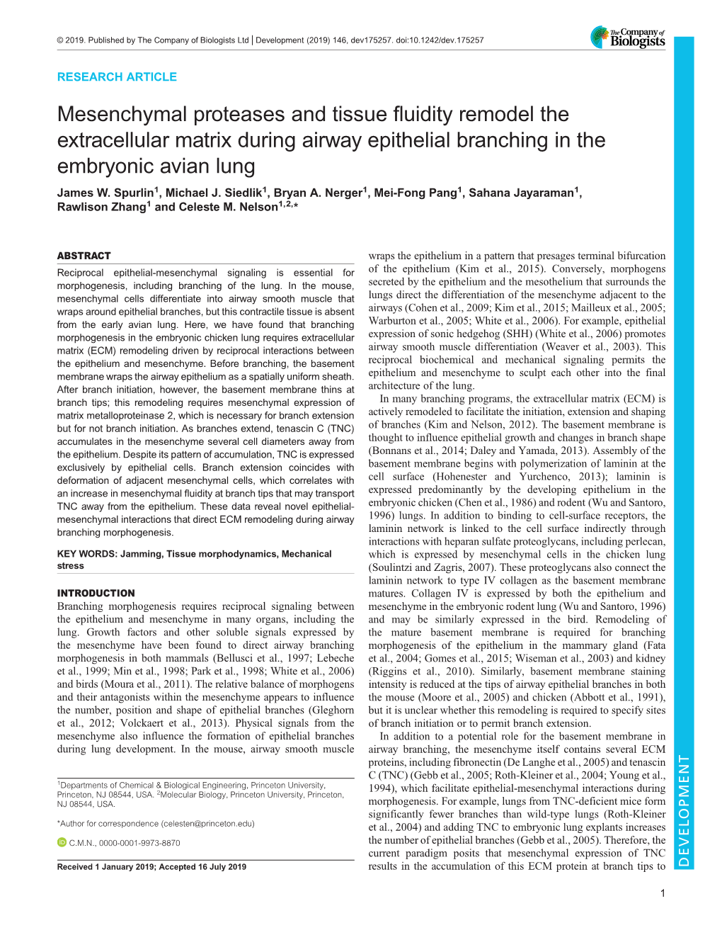 Mesenchymal Proteases and Tissue Fluidity Remodel the Extracellular Matrix During Airway Epithelial Branching in the Embryonic Avian Lung James W