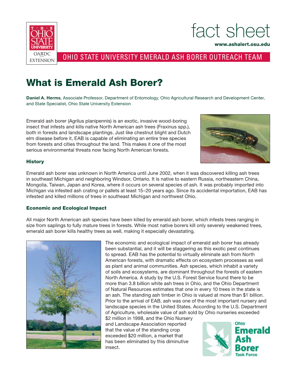 What Is Emerald Ash Borer?