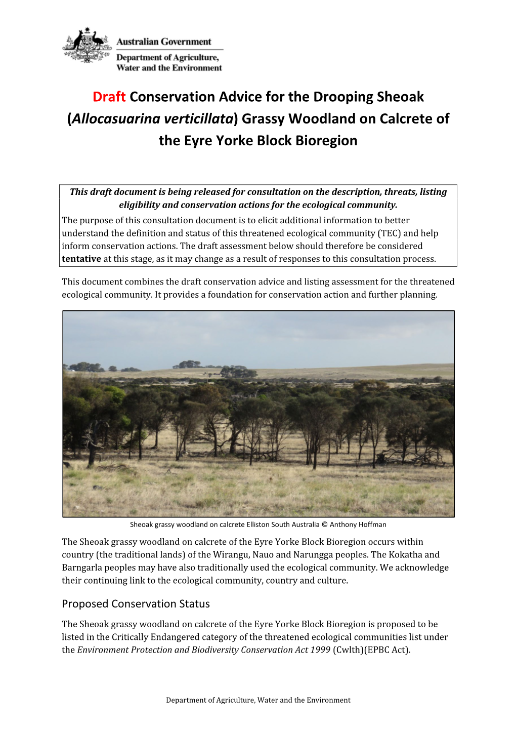 Draft Conservation Advice for the Drooping Sheoak (Allocasuarina Verticillata) Grassy Woodland on Calcrete of the Eyre Yorke Block Bioregion