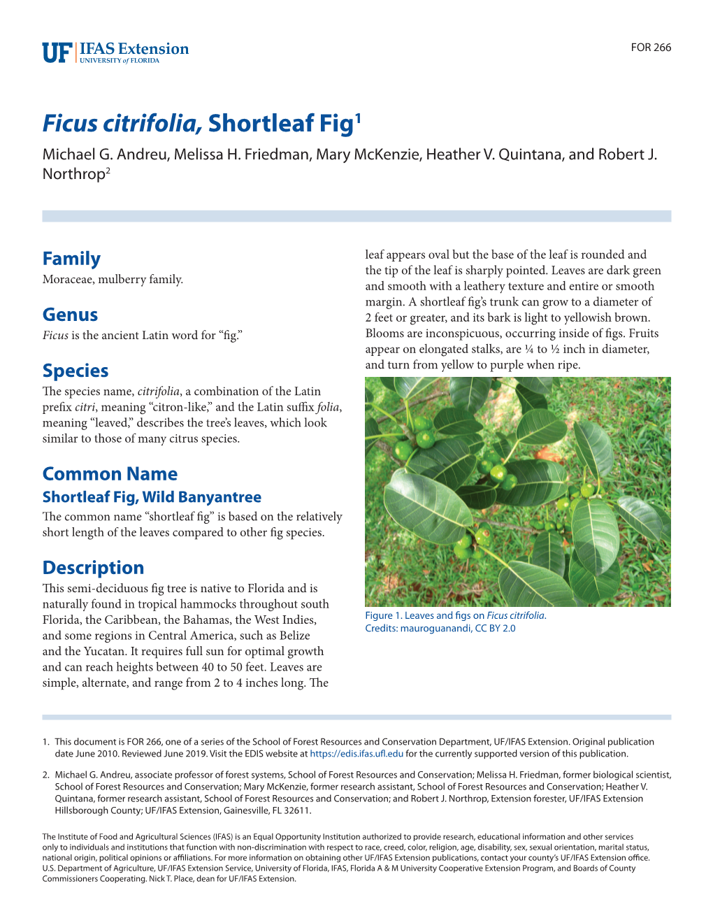 Ficus Citrifolia, Shortleaf Fig1 Michael G