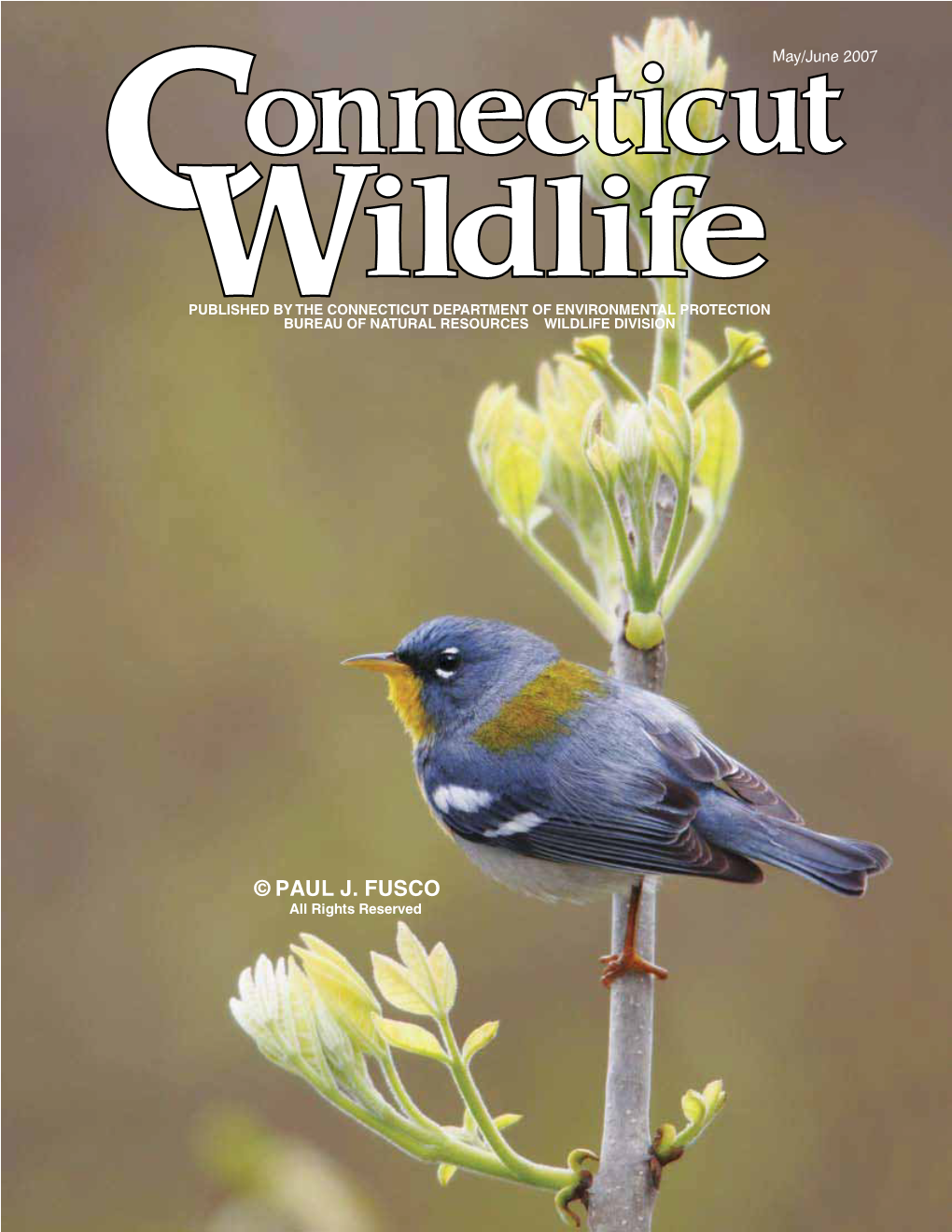 Connecticut Wildlife May/June 2007 People’S Actions Critical in Protecting Nesting Birds