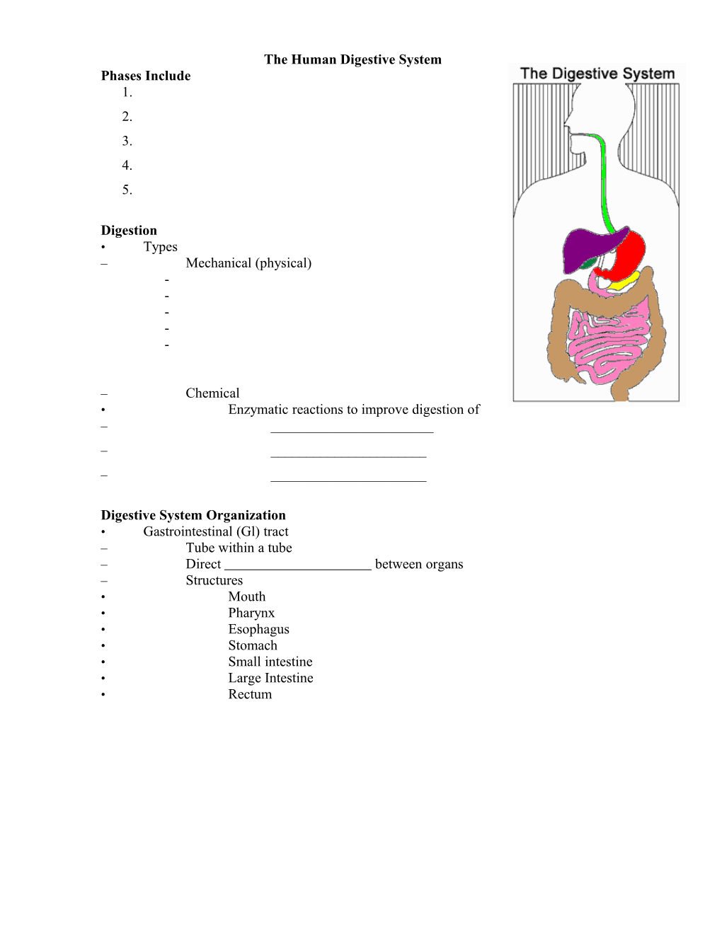 The Human Digestive System