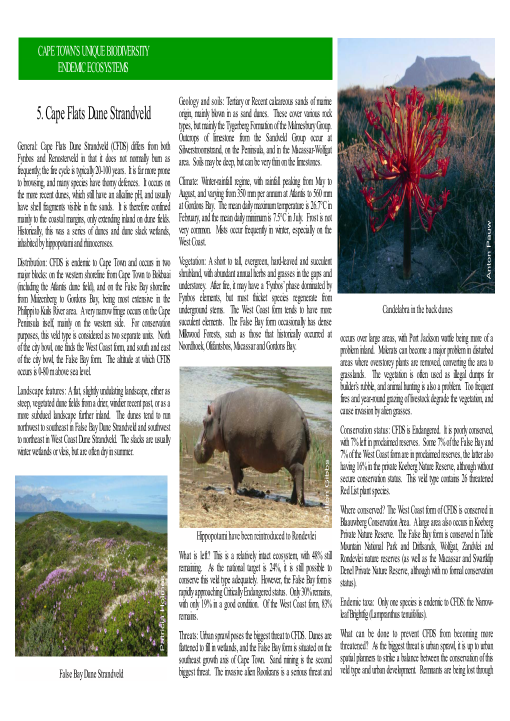 Cape Flats Dune Strandveld Origin, Mainly Blown in As Sand Dunes