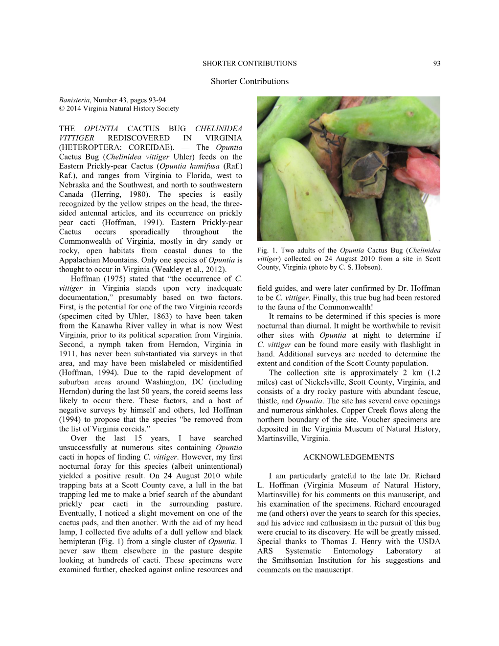 The Opuntia Squash Bug Chelinidea