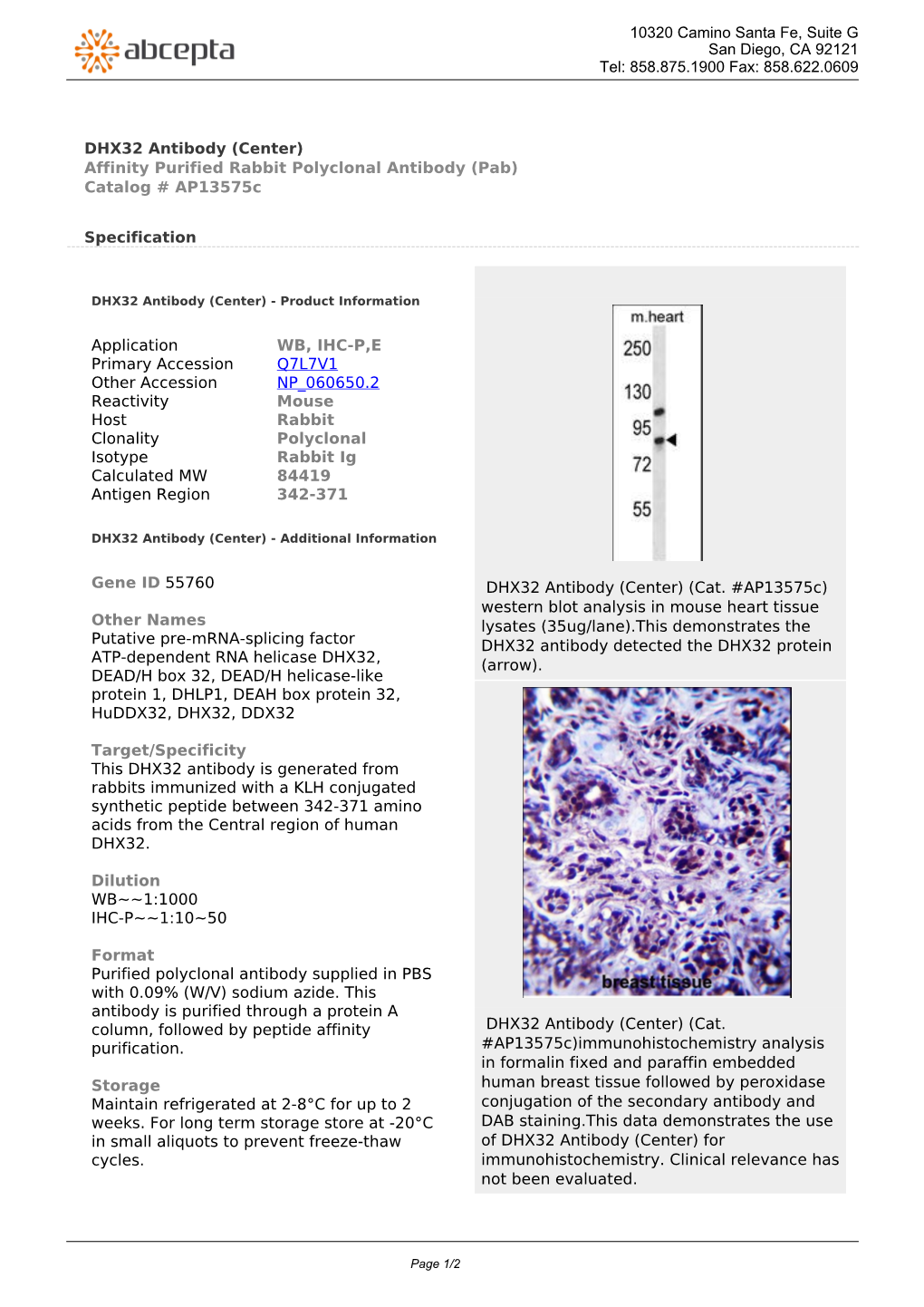 DHX32 Antibody (Center) Affinity Purified Rabbit Polyclonal Antibody (Pab) Catalog # Ap13575c