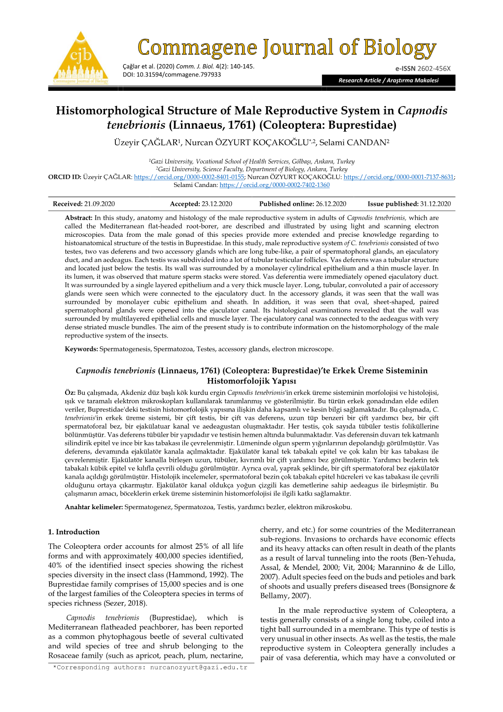 Histomorphological Structure of Male Reproductive System In