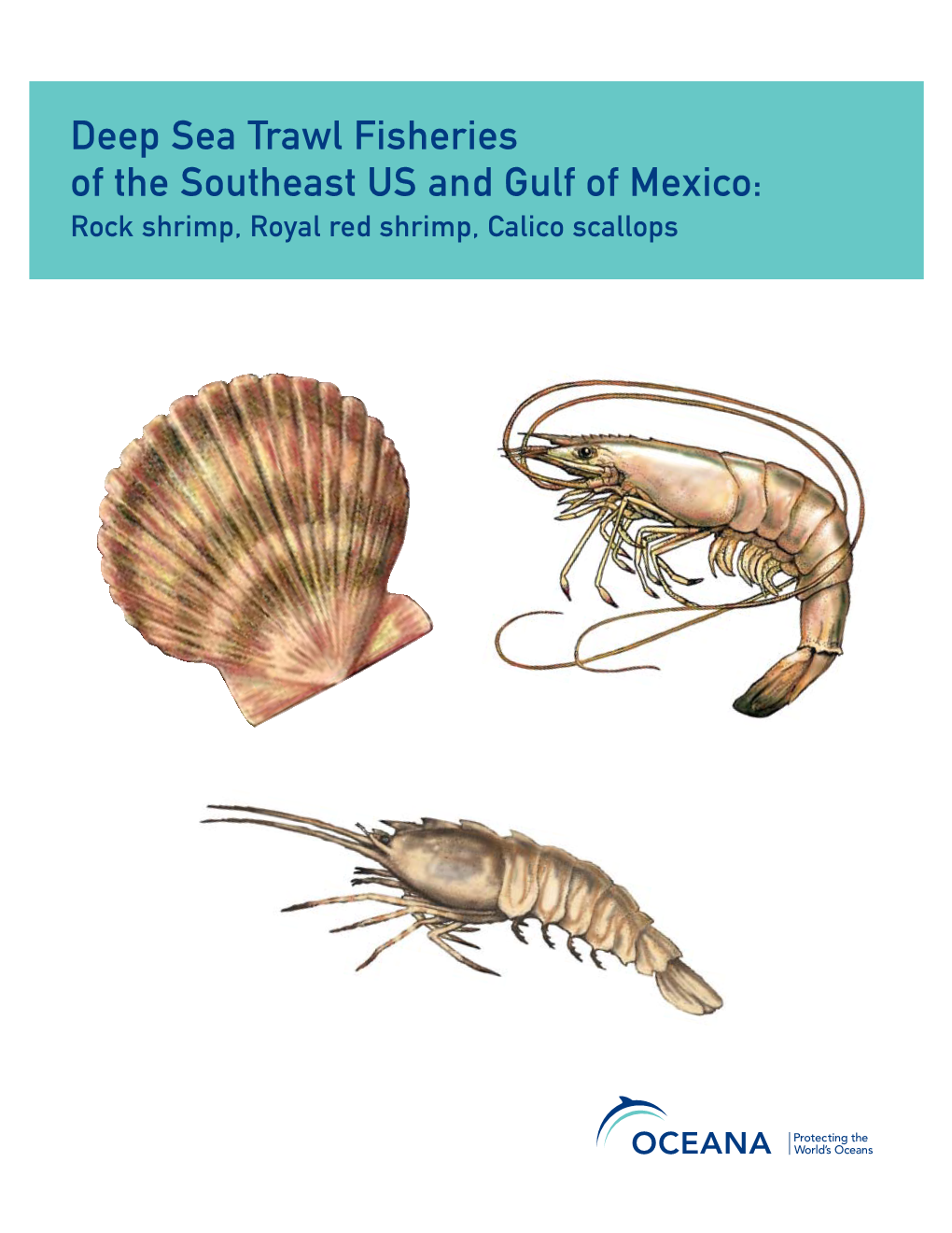 Deep Sea Trawl Fisheries of the Southeast US and Gulf of Mexico: Rock Shrimp, Royal Red Shrimp, Calico Scallops © OCEANA | May 2007