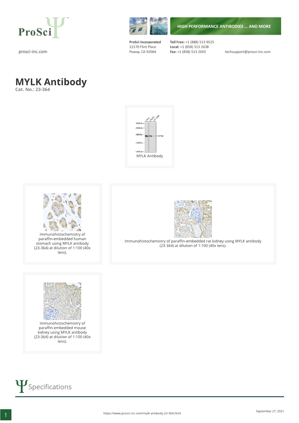 MYLK Antibody Cat