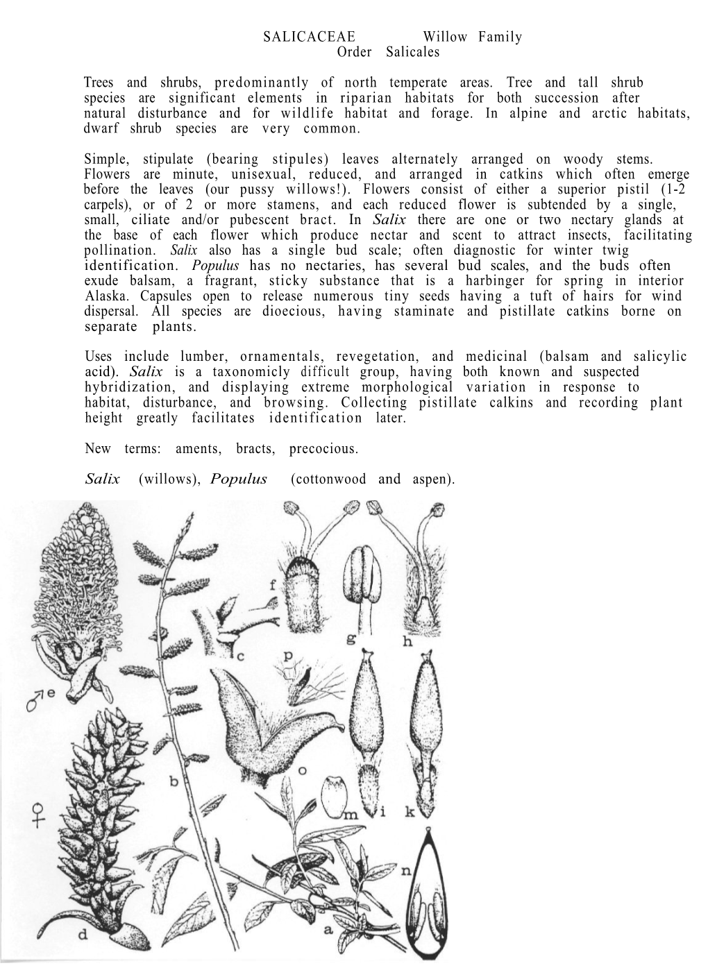 SALICACEAE Willow Family Order Salicales Trees and Shrubs, Predominantly of North Temperate Areas