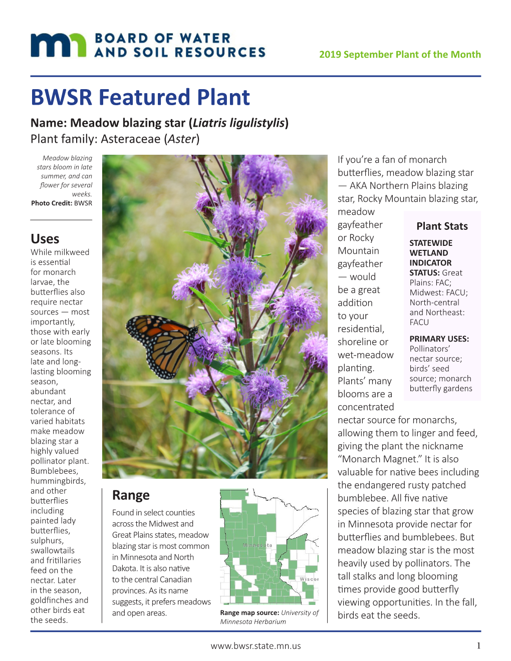 BWSR Featured Plant: Meadow Blazing Star