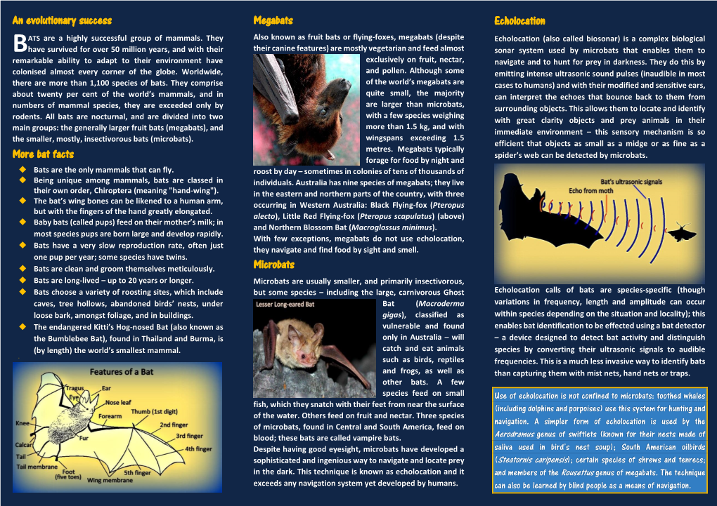 An Evolutionary Success More Bat Facts Megabats Microbats Echolocation