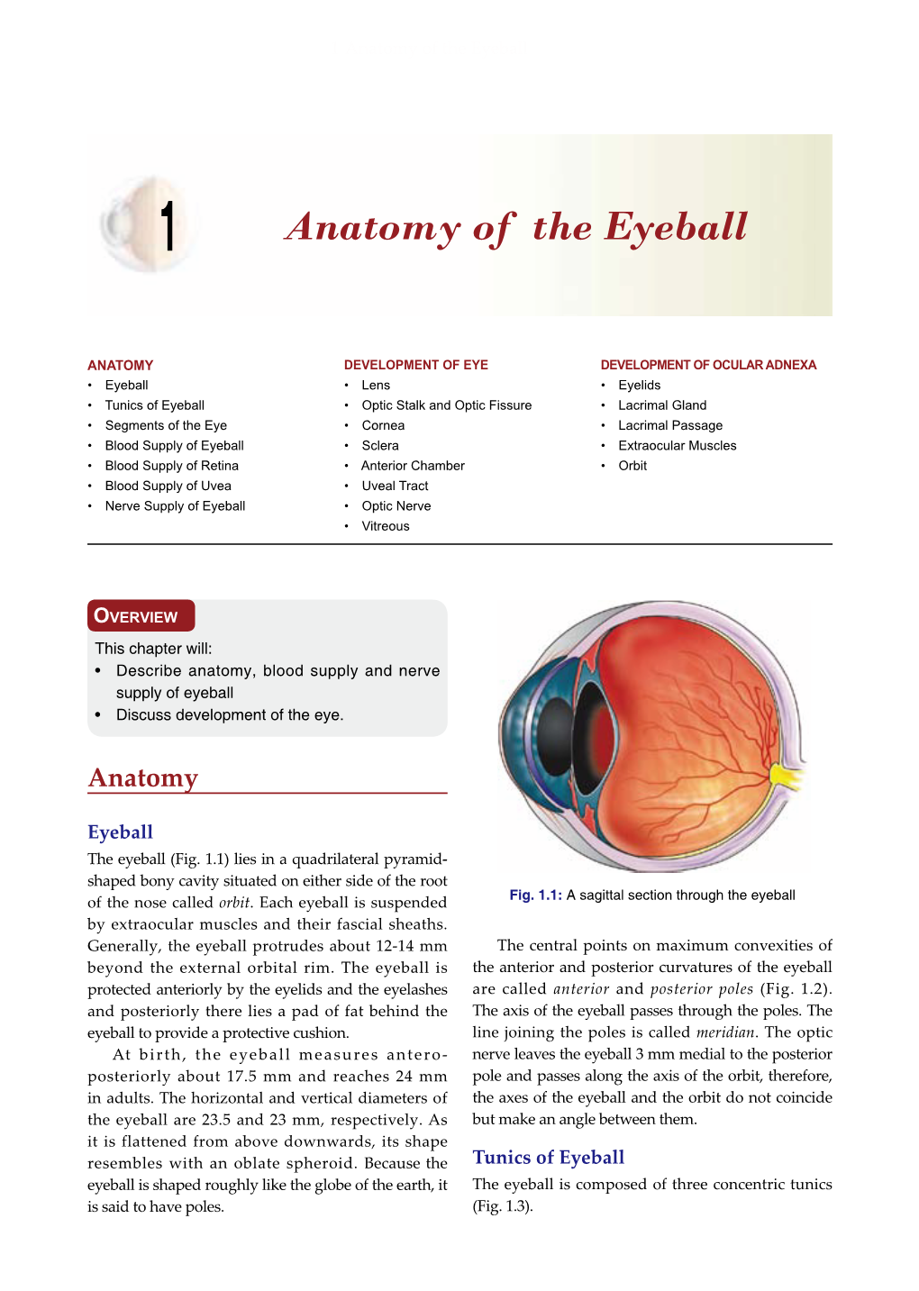 Anatomy of the Eyeball