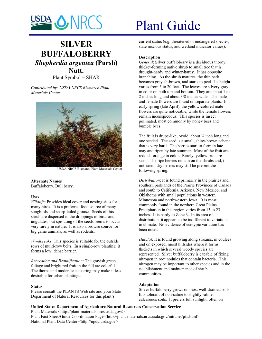 Silver Buffaloberry Planting Guide