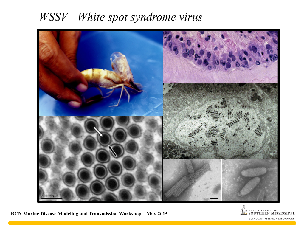 WSSV - White Spot Syndrome Virus