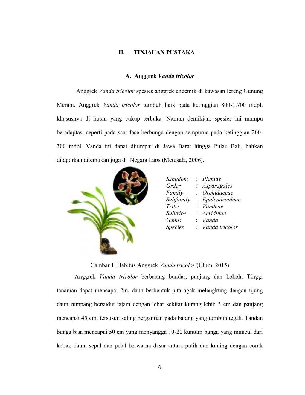 6 II. TINJAUAN PUSTAKA A. Anggrek Vanda Tricolor