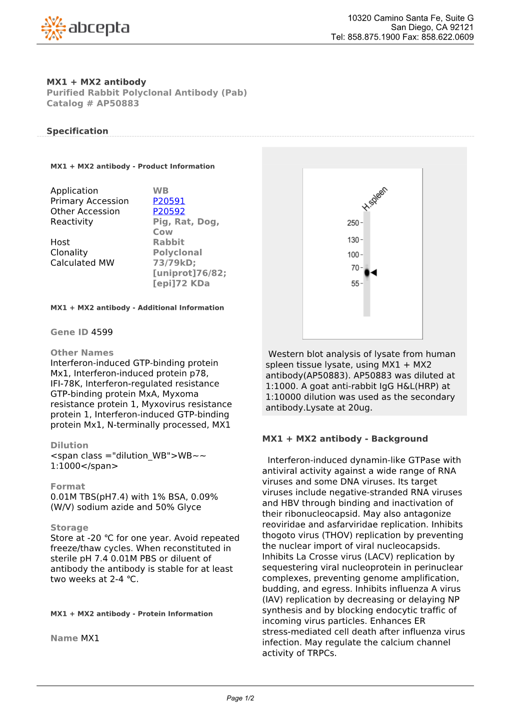 MX1 + MX2 Antibody Purified Rabbit Polyclonal Antibody (Pab) Catalog # AP50883