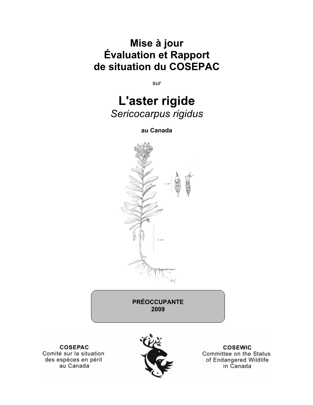 L'aster Rigide (Sericocarpus Rigidus) Au Canada – Mise À Jour