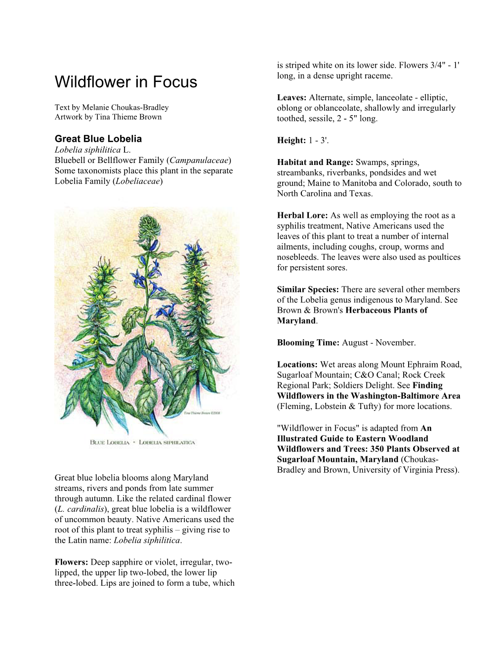 Wildflower in Focus: Blue Lobelia