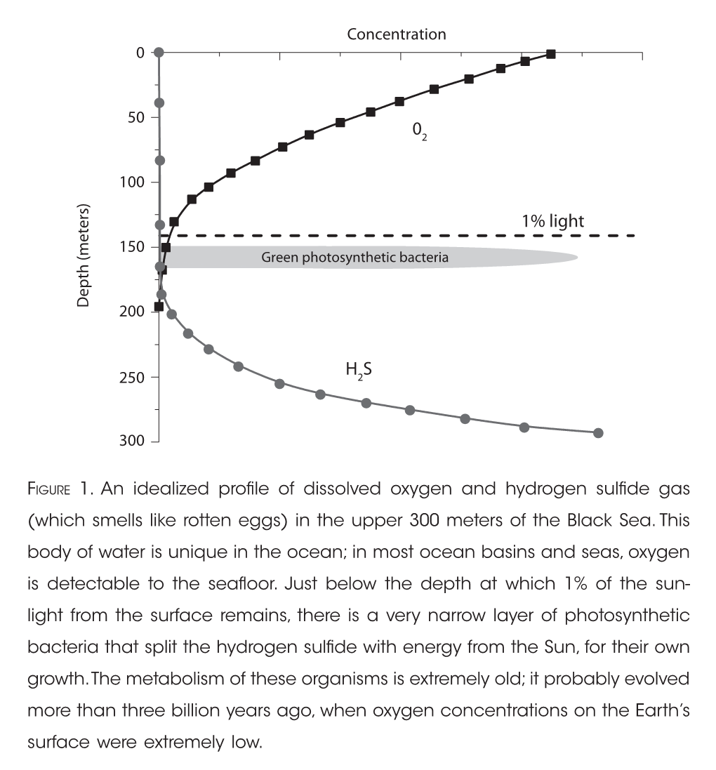 Of Their Former Habitat. the Photosynthetic Green Sulfur Bacteria