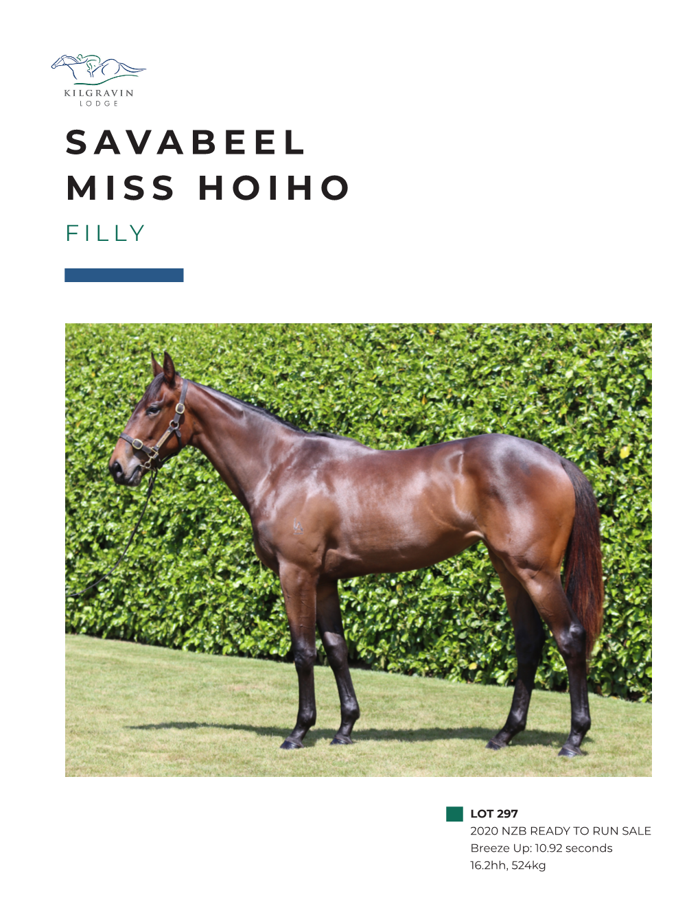 Savabeel Miss Hoiho Filly