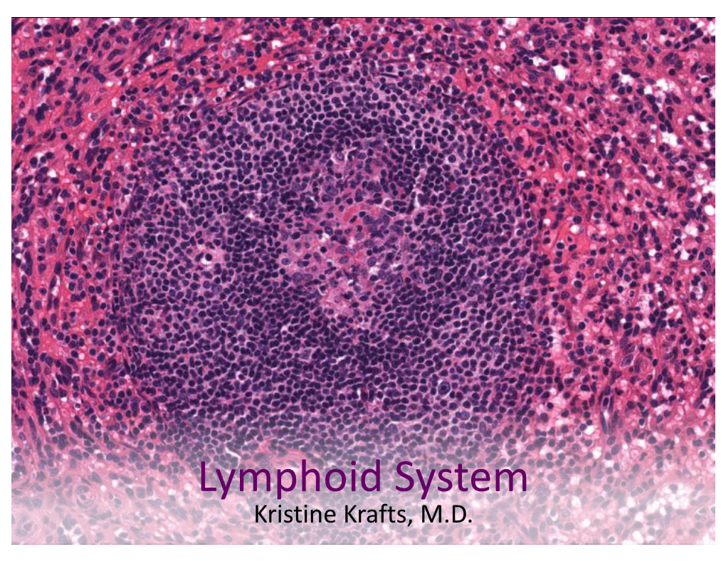 Lymphoid System Kristine Krafts, M.D