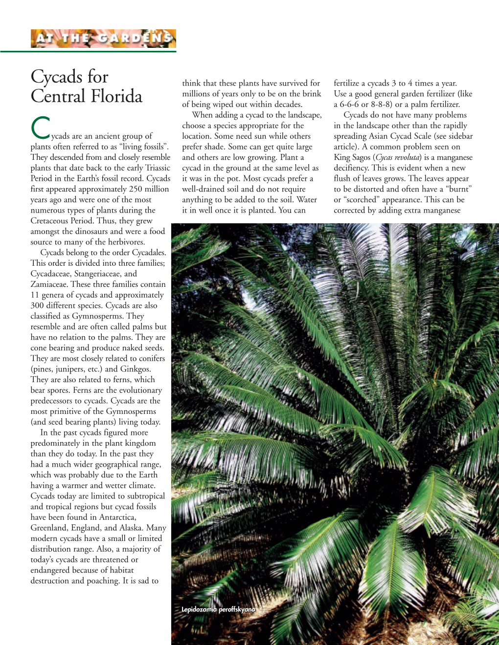 Cycads for Think That These Plants Have Survived for Fertilize a Cycads 3 to 4 Times a Year