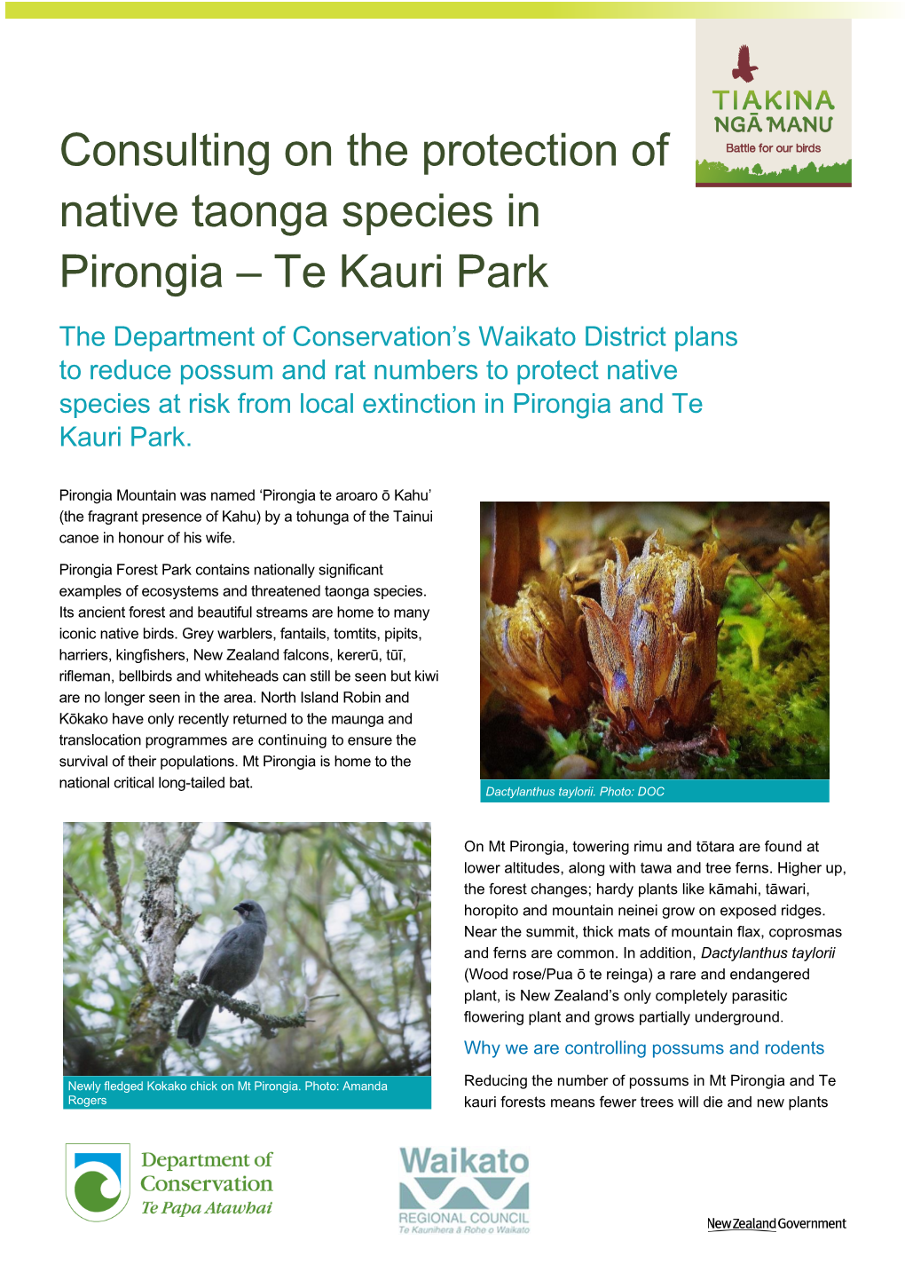 Consulting on the Protection of Native Taonga Species in Pirongia – Te Kauri Park