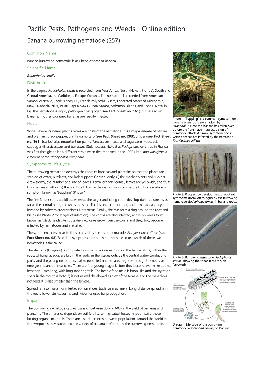 Banana Burrowing Nematode (257)