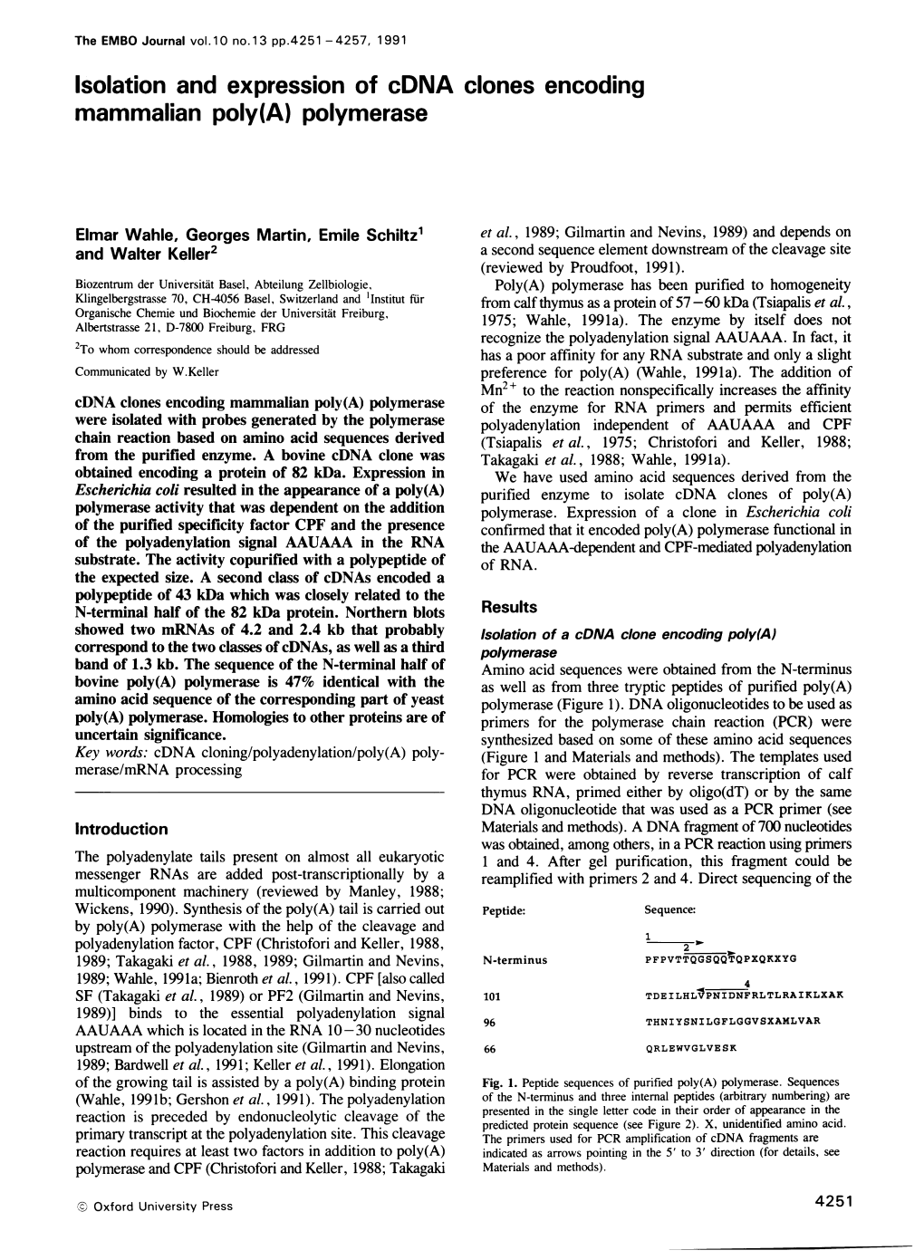 Isolation and Expression of Cdna Clones Encoding Mammalian Poly(A) Polymerase