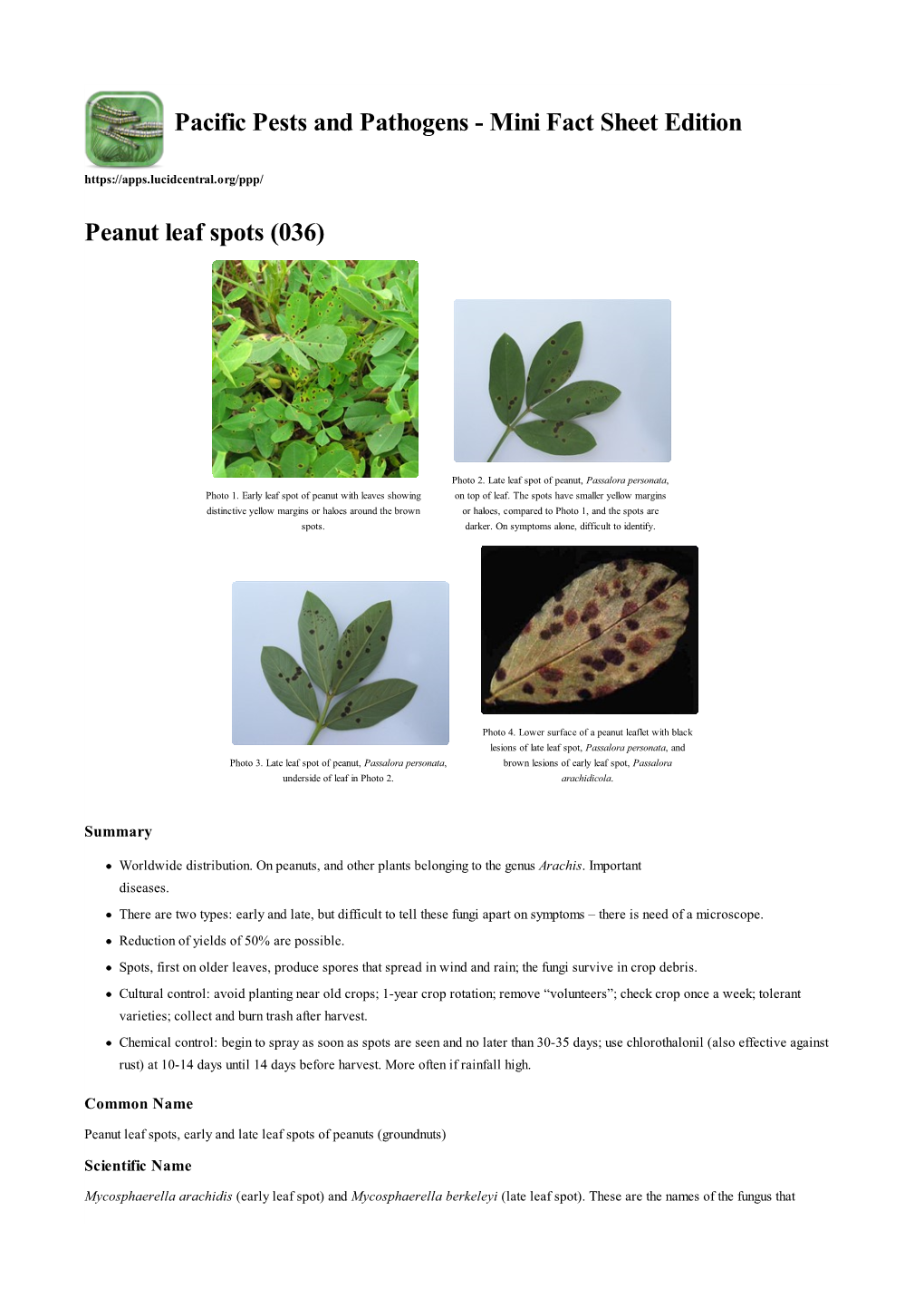 Peanut Leaf Spots (036)