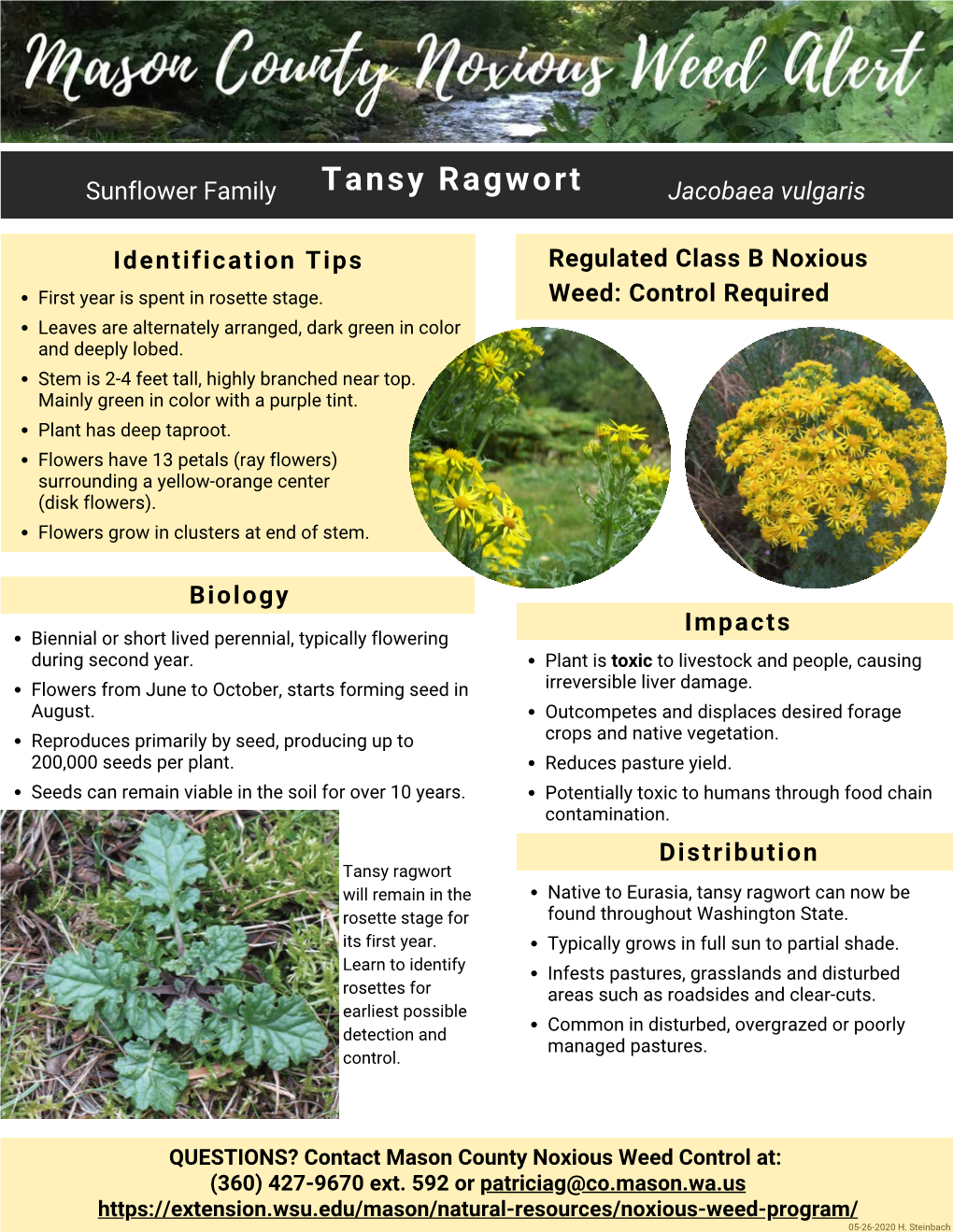 Tansy Ragwort Weed Alert