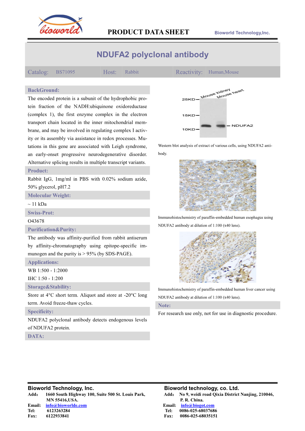 NDUFA2 Polyclonal Antibody