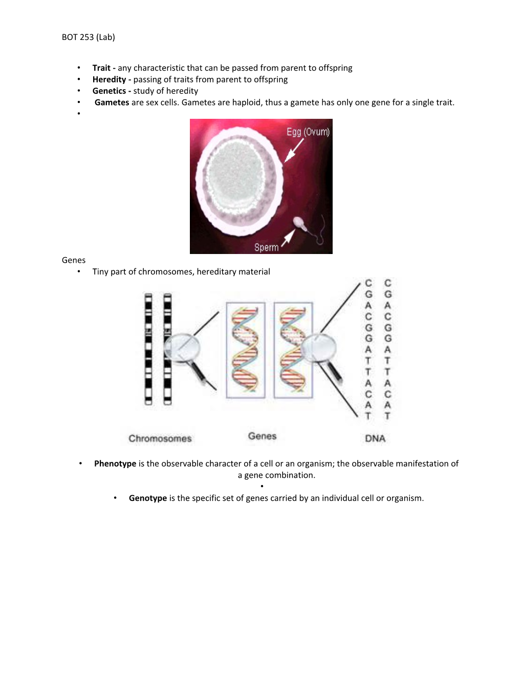 Trait - Any Characteristic That Can Be Passed from Parent to Offspring