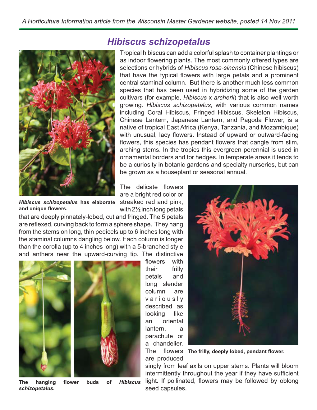 Hibiscus Schizopetalus Tropical Hibiscus Can Add a Colorful Splash to Container Plantings Or As Indoor ﬂ Owering Plants